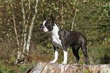 BOSTON TERRIER 048
